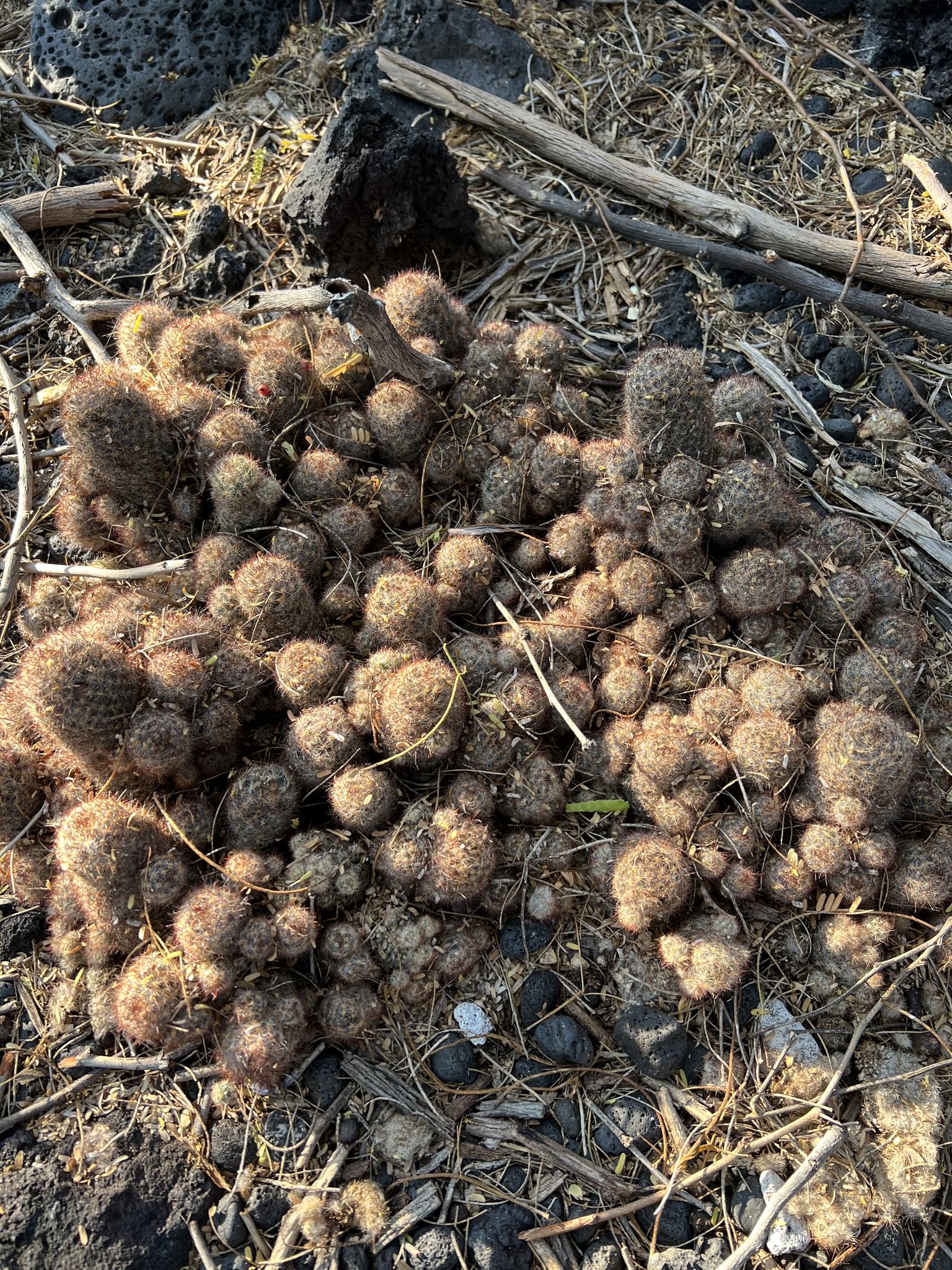 Mammillaria prolifera